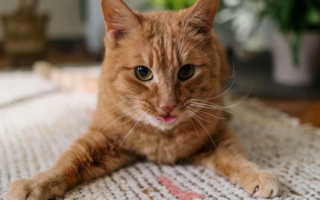 Got Pets? Here’s How to Keep Your Rugs Clean