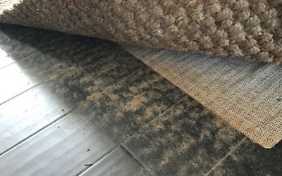 What Lies Beneath? Your Rug Might Be Dirtier Than You Think